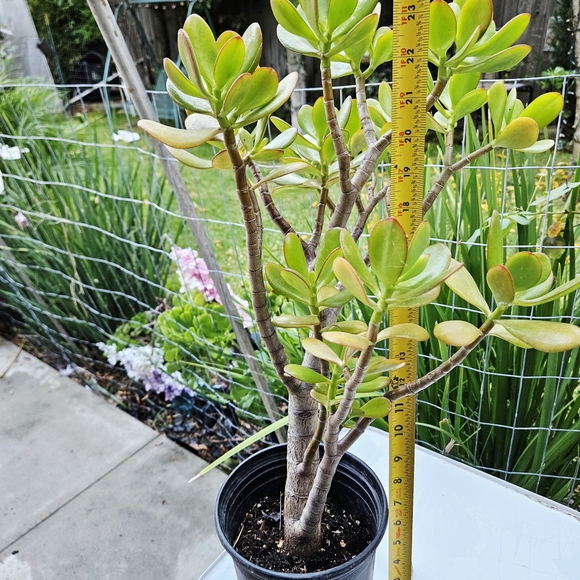 Ruby Jade - Picture 4 of 8